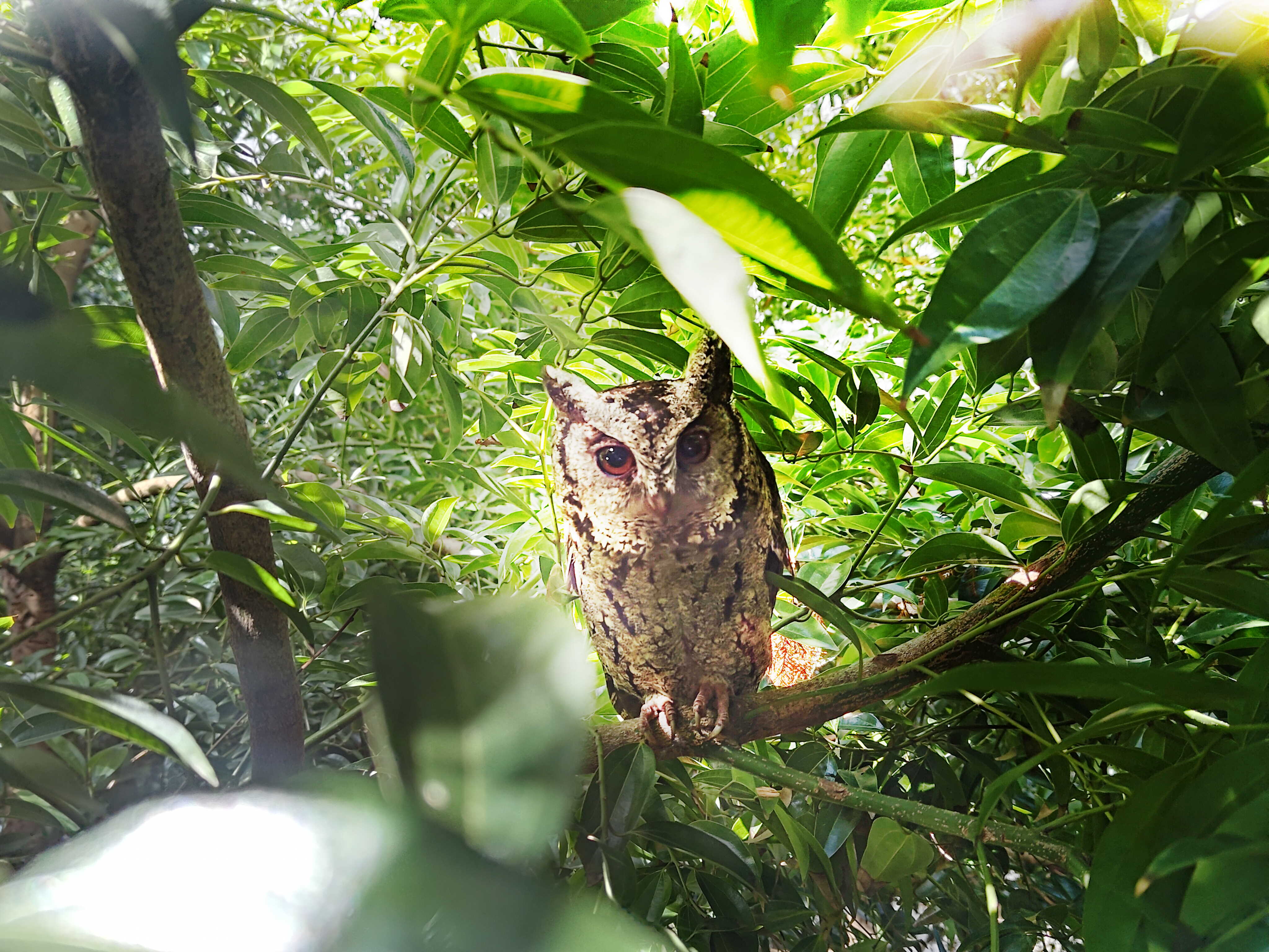 k1体育致力提倡净零绿生活，16年以来在全球各厂区植树逾百万棵，造就各厂区树木蔚然成林，犹如森林工厂，成为许多生物的栖息地